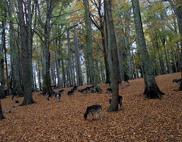 Umbra Forest Gargano - Puglia